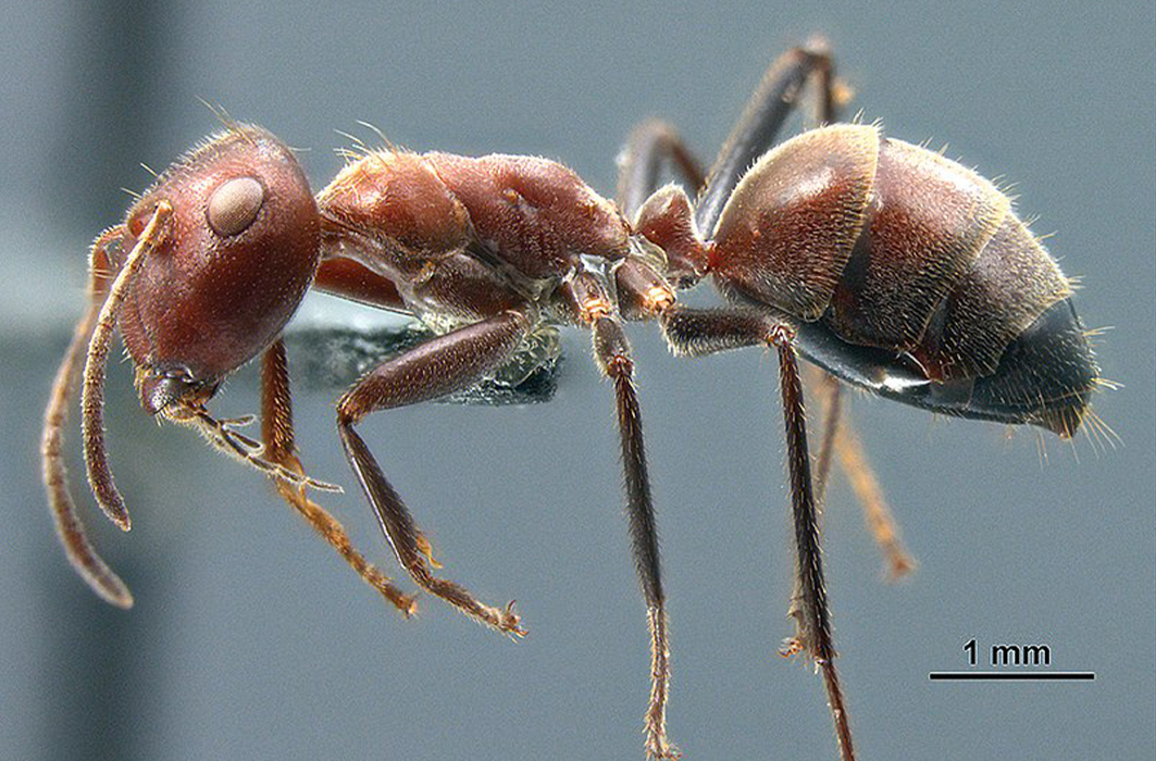 Une fourmi Colobopsis explodens.