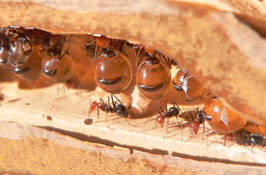 Des fourmis pot-de-miel.