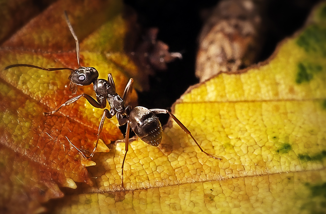 Une fourmi noire commune.