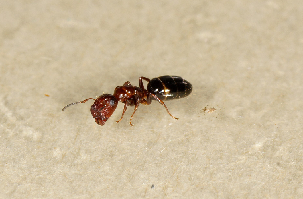 Une fourmi Colobopsis truncatus.