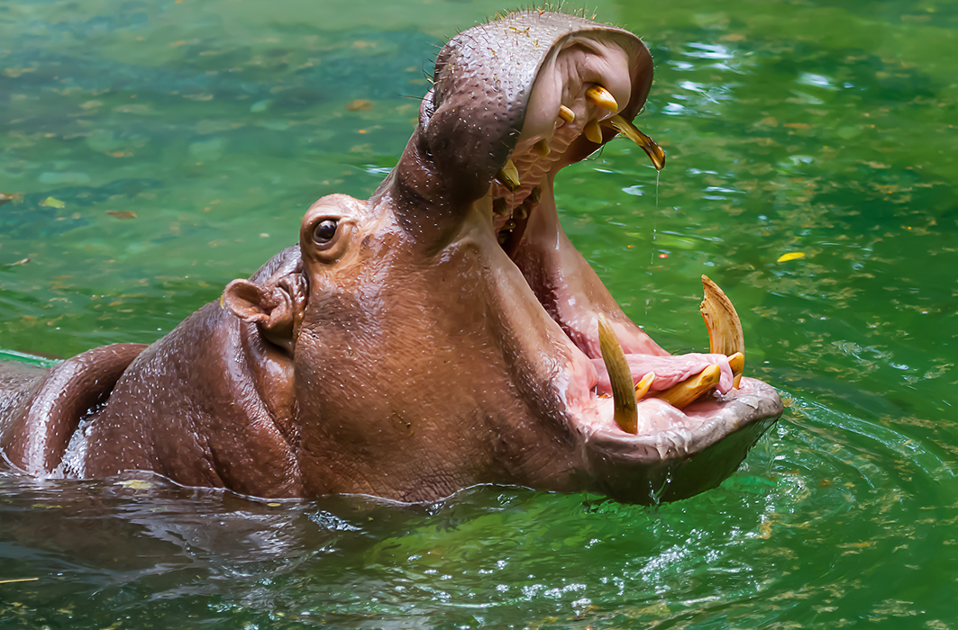 Les longues dents de l'hippopotame.