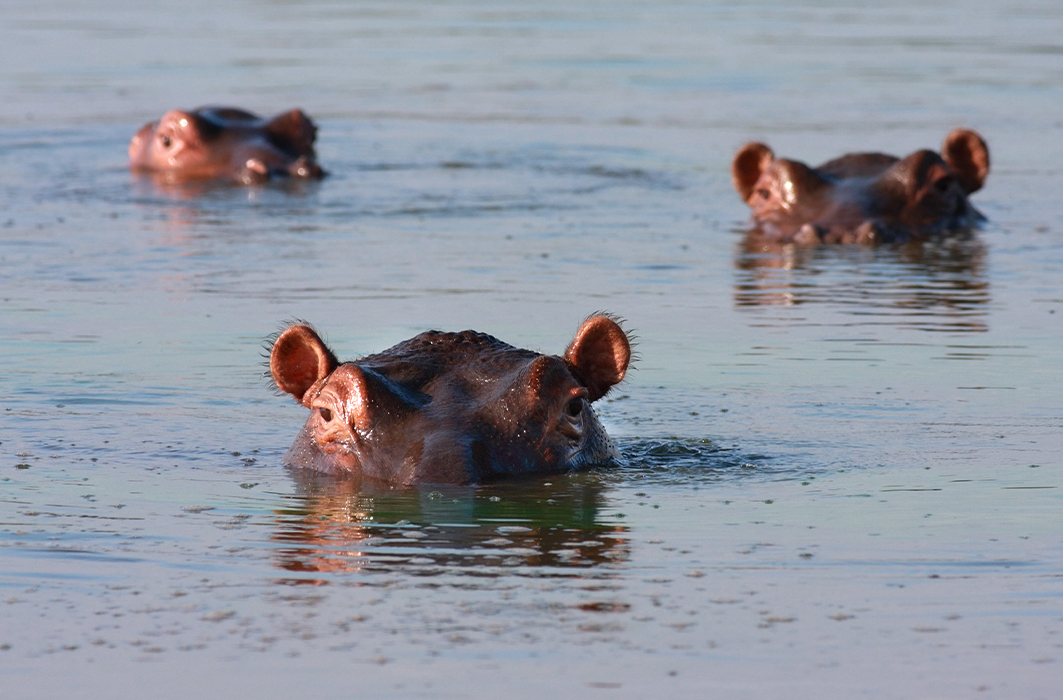 Trois hippopotames sortent la tête de l'eau.