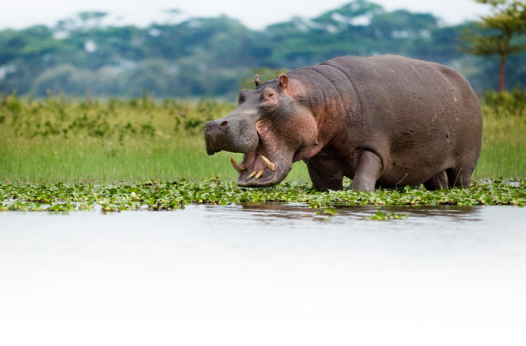 Un hippopotame au bord d'une rivière.