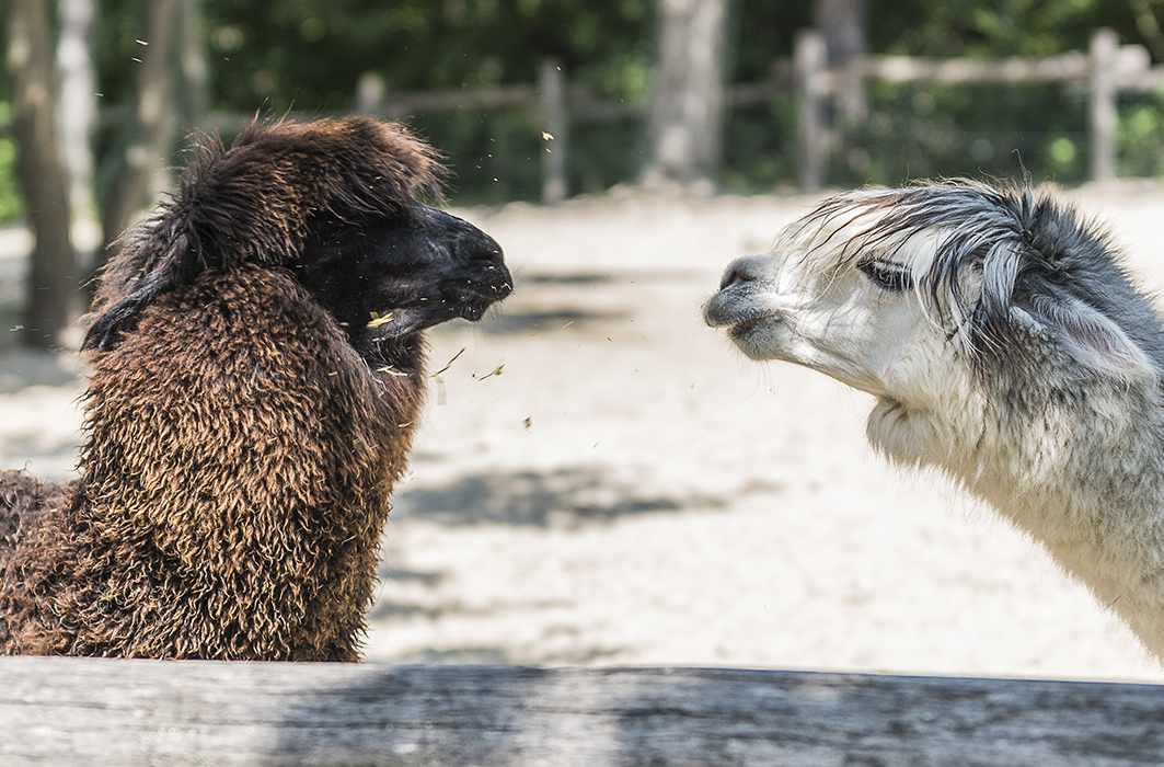 Un lama crache au visage d'un autre.