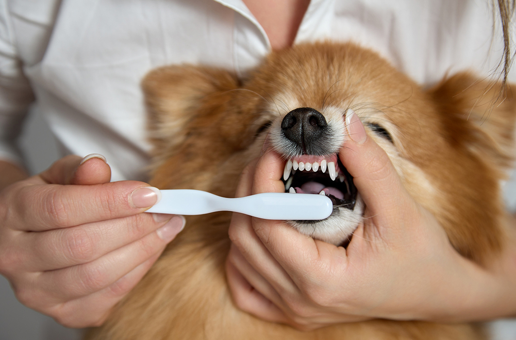 Un chien se fait brosser les dents.