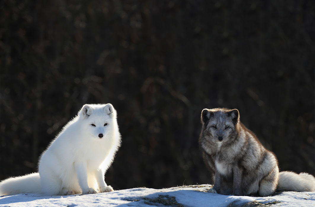 Deux renards arctique avec des fourrures différentes.