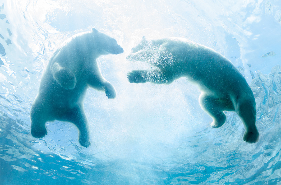 Deux ours polaires sous l'eau.