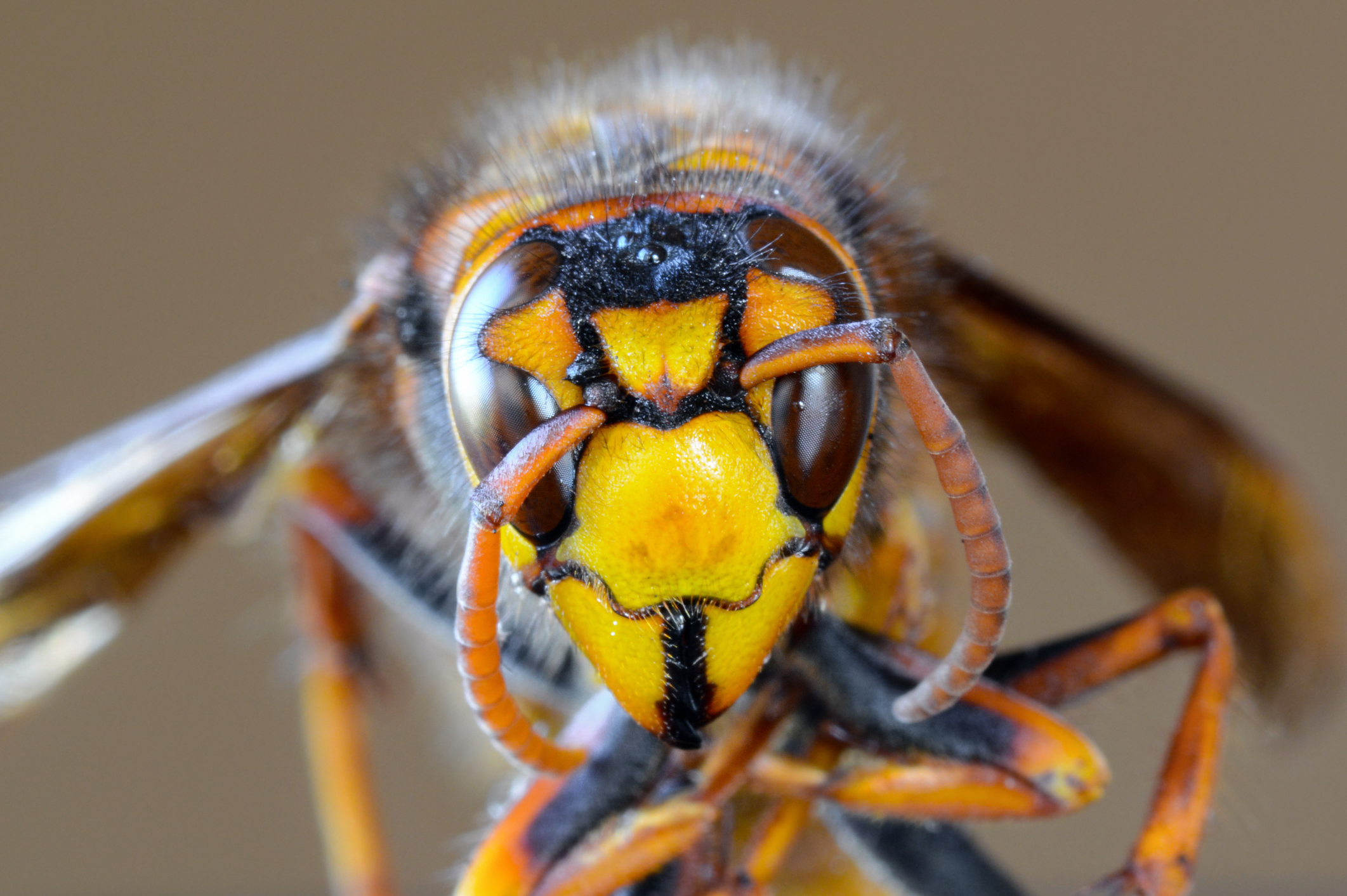El avispón asiático gigante podría causar muchos problemas a las especies de abejas en América del Norte. Animales con impresionantes mecanismos de defensa