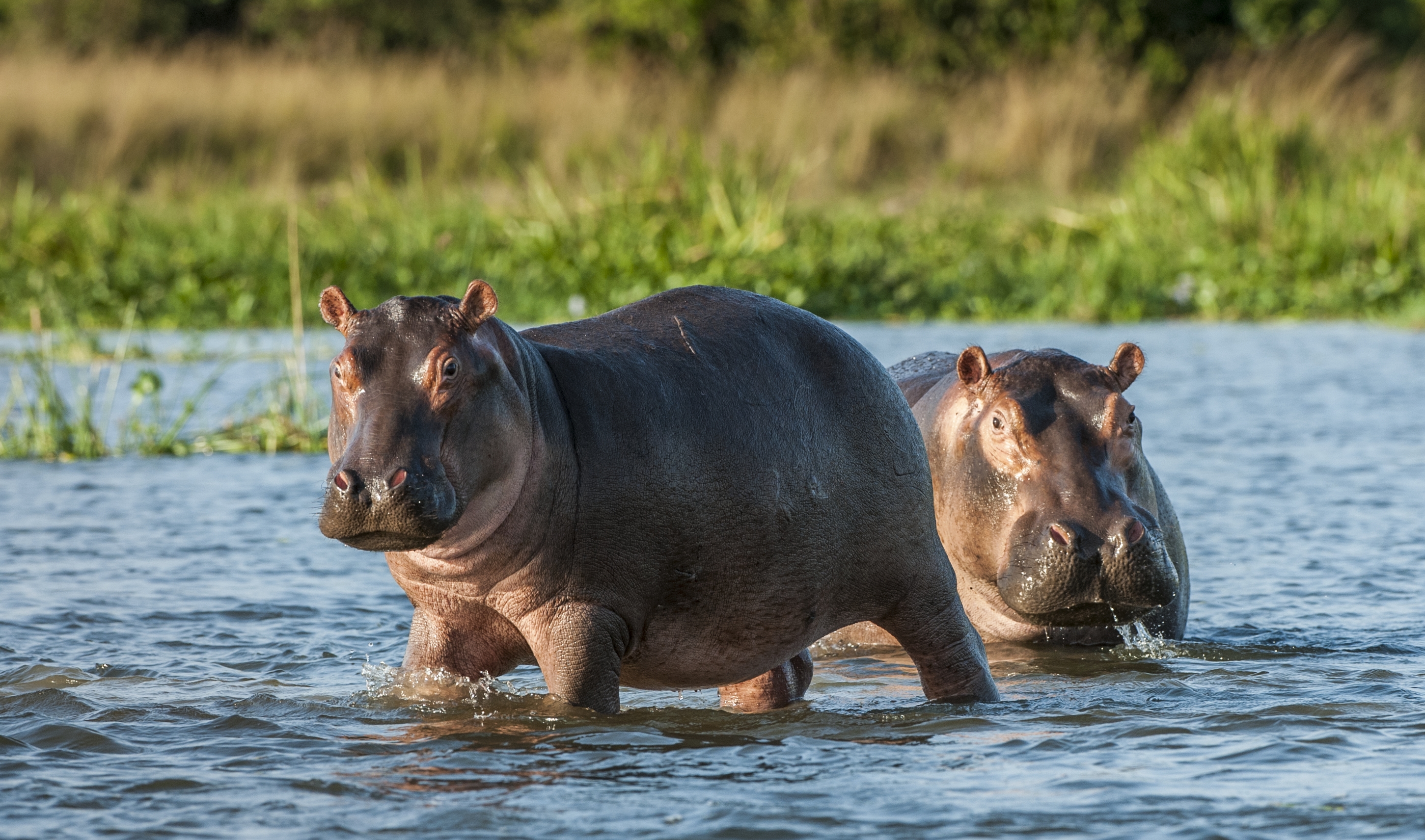 Les hippopotames se retrouvent habituellement en Afrique.