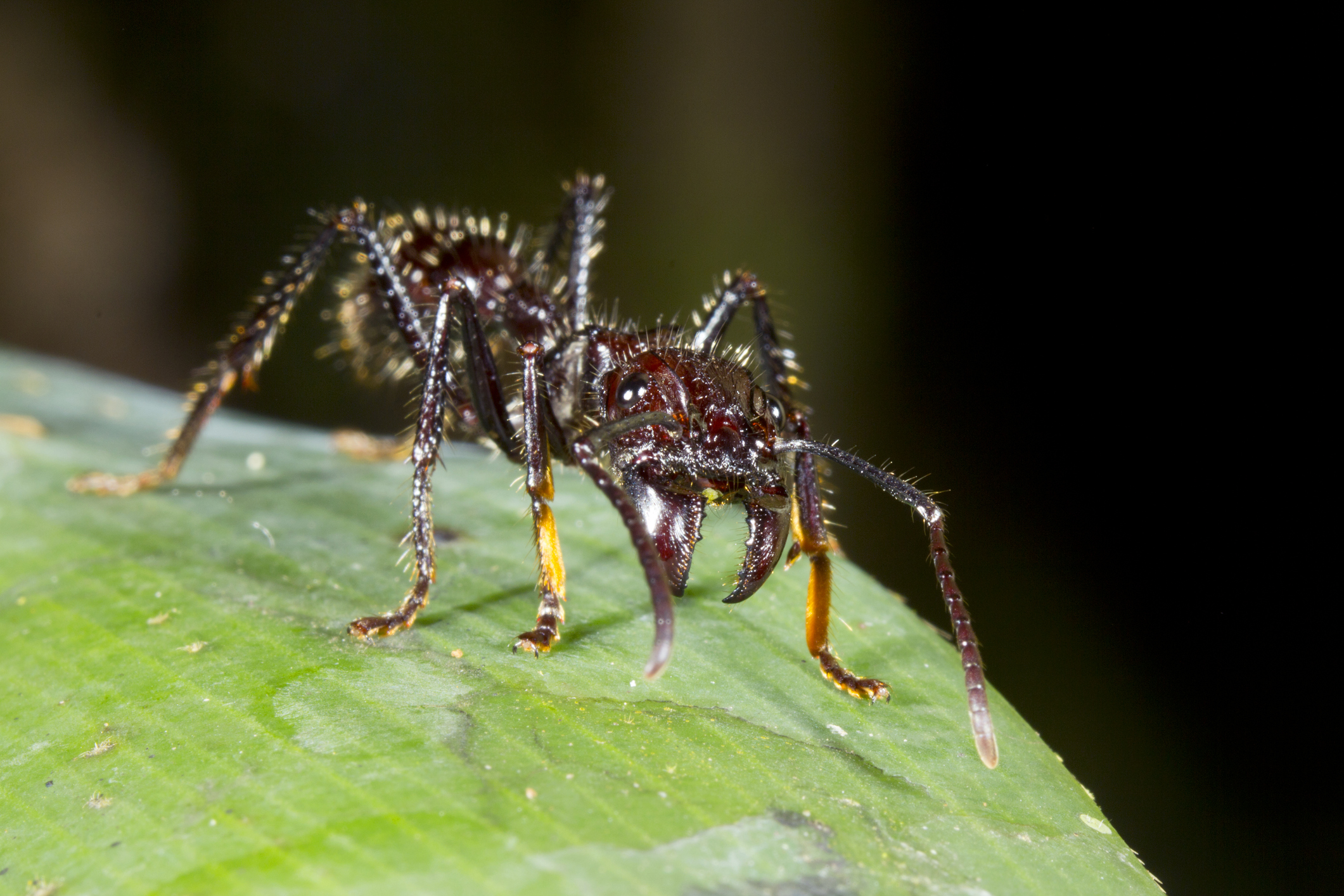 La fourmi Paraponera a la piqûre la plus douloureuse selon l'échelle de Schmidt.