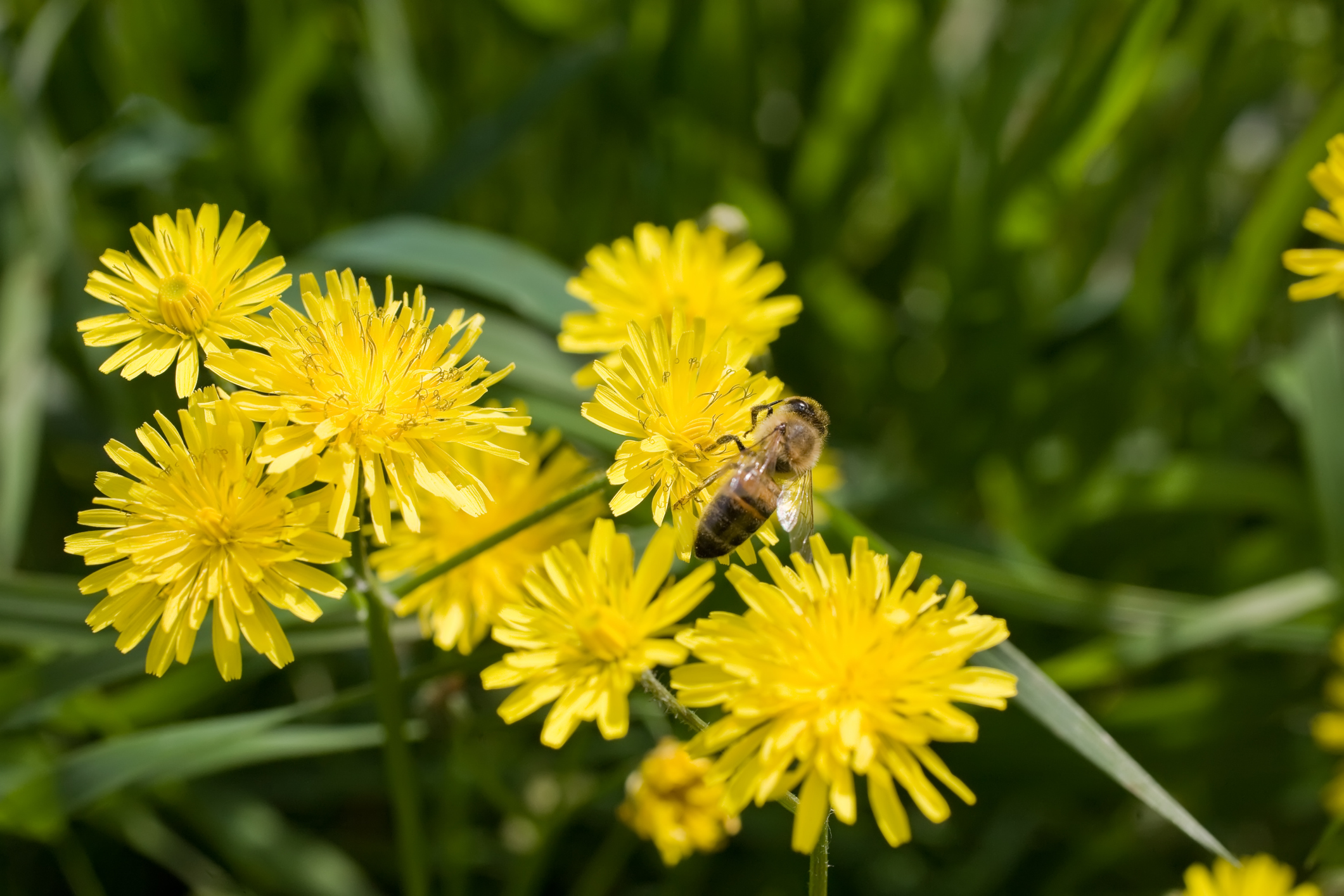 Les pissenlits ne sont pas que de la mauvaise herbe! Leur nectar est utilisé par les abeilles pour produire le miel.