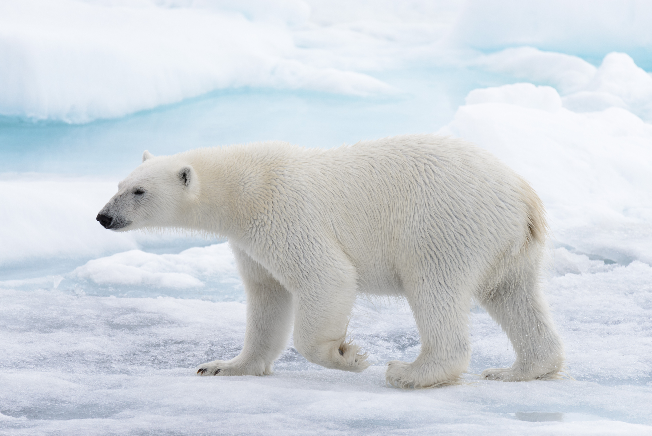L'ours blanc est une espèce particulièrement à risque en raison des changements climatiques.