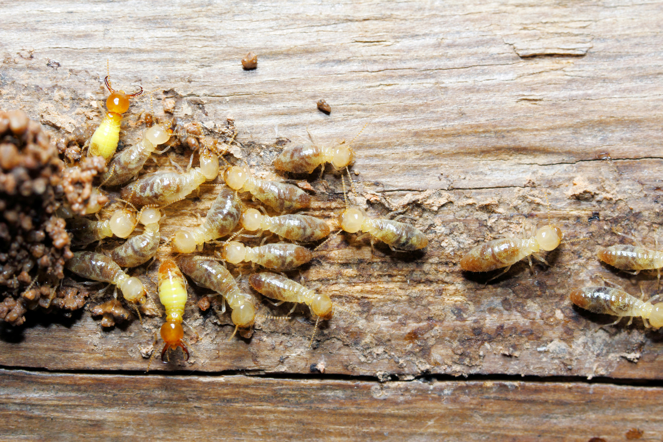 Les termites mangent habituellement le bois.