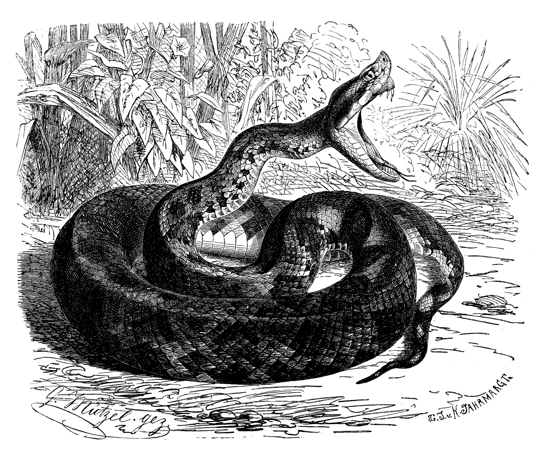 Le fer-de-lance est un serpent venimeux de la Martinique.