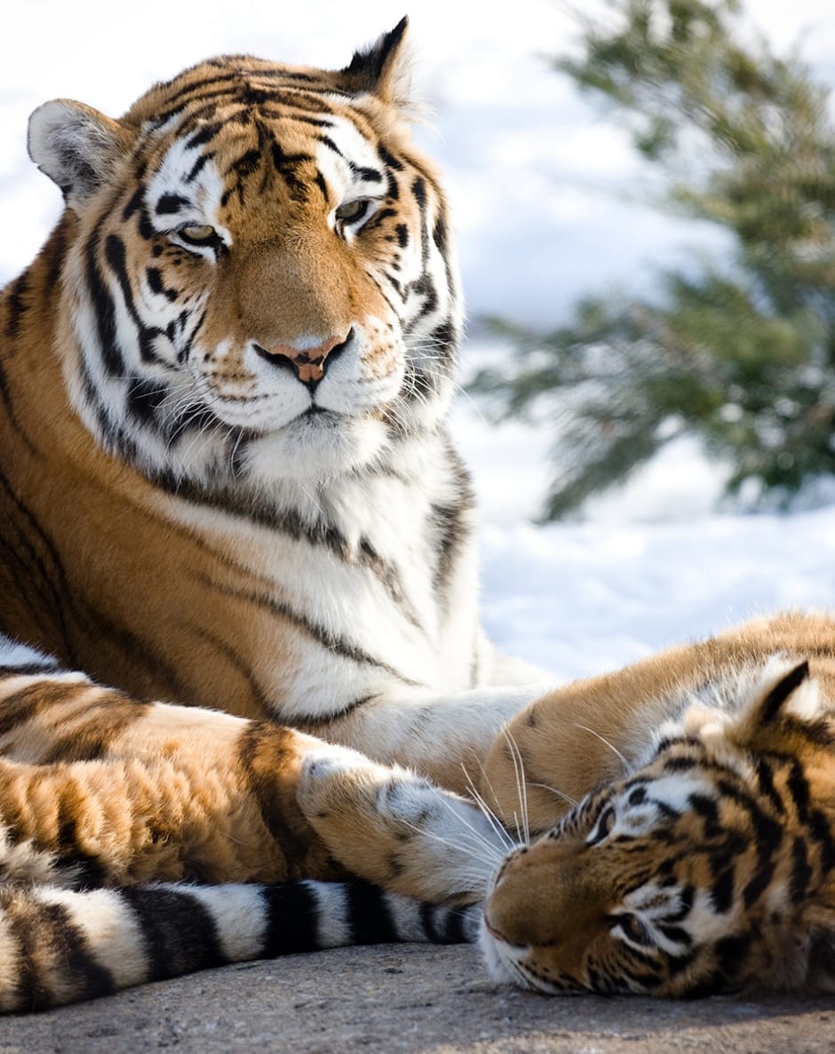 Tigres