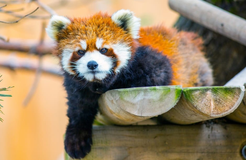 Le petit panda