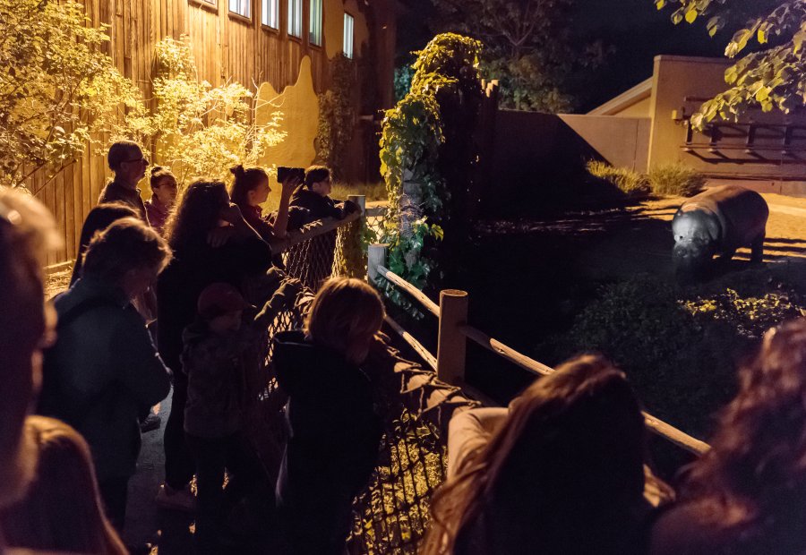 Virée nocturne au Zoo de Granby