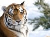 Tigres