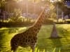 La girafe