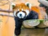 Le petit panda