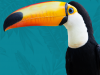 Toucan