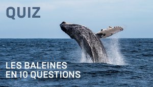 Les baleines en 10 questions