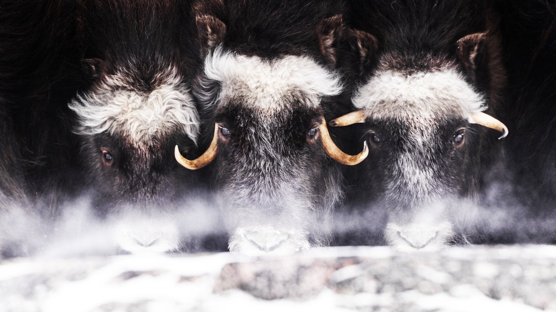 Un trio de bœufs musqués.