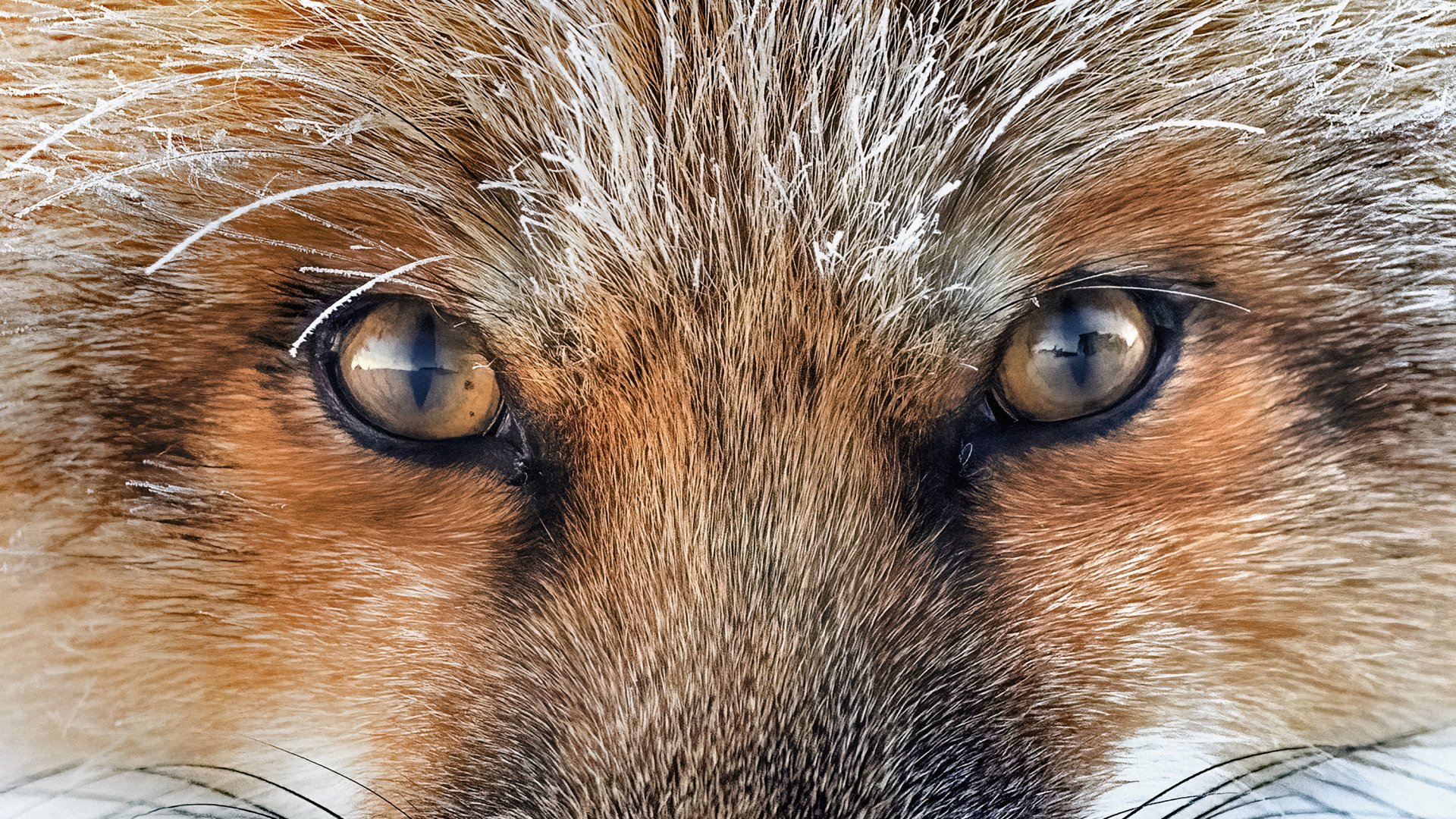 Gros plan sur un renard roux.