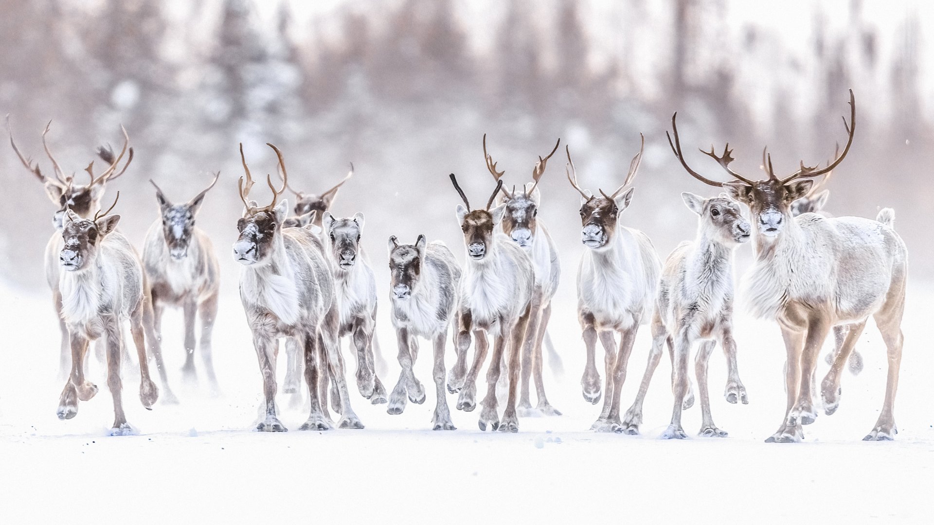 Un troupeau de caribous dans la toundra.