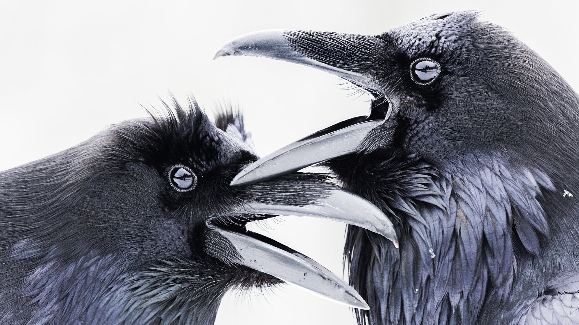 Un duo de corbeaux.