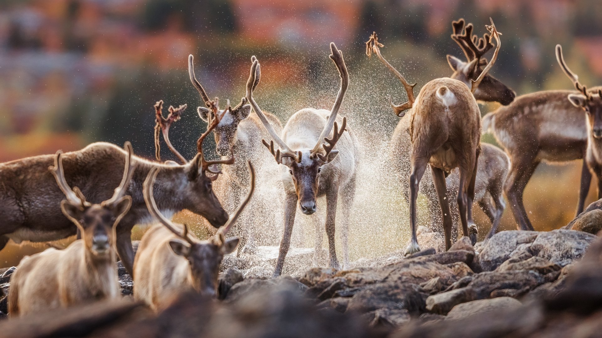 Une harde de caribous durant l'automne.