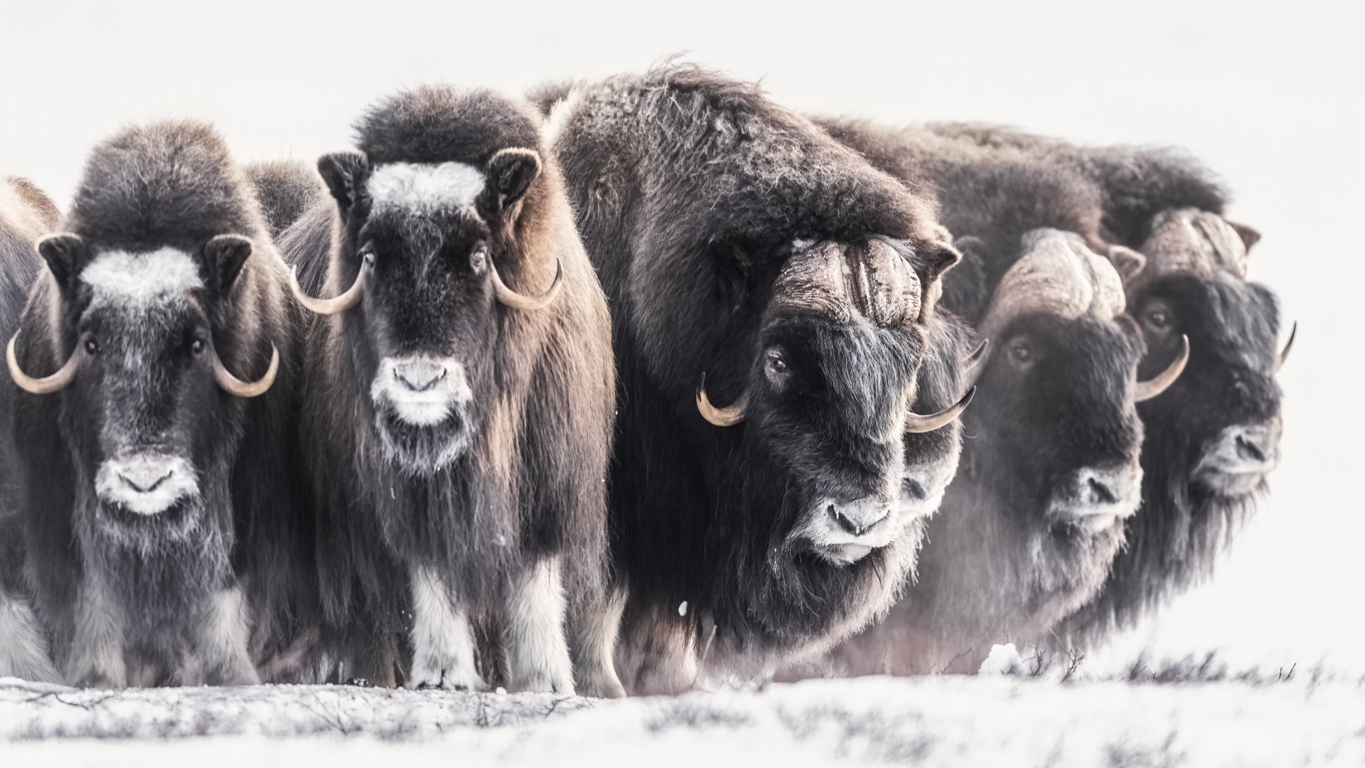 Un troupeau de bœufs musqués.