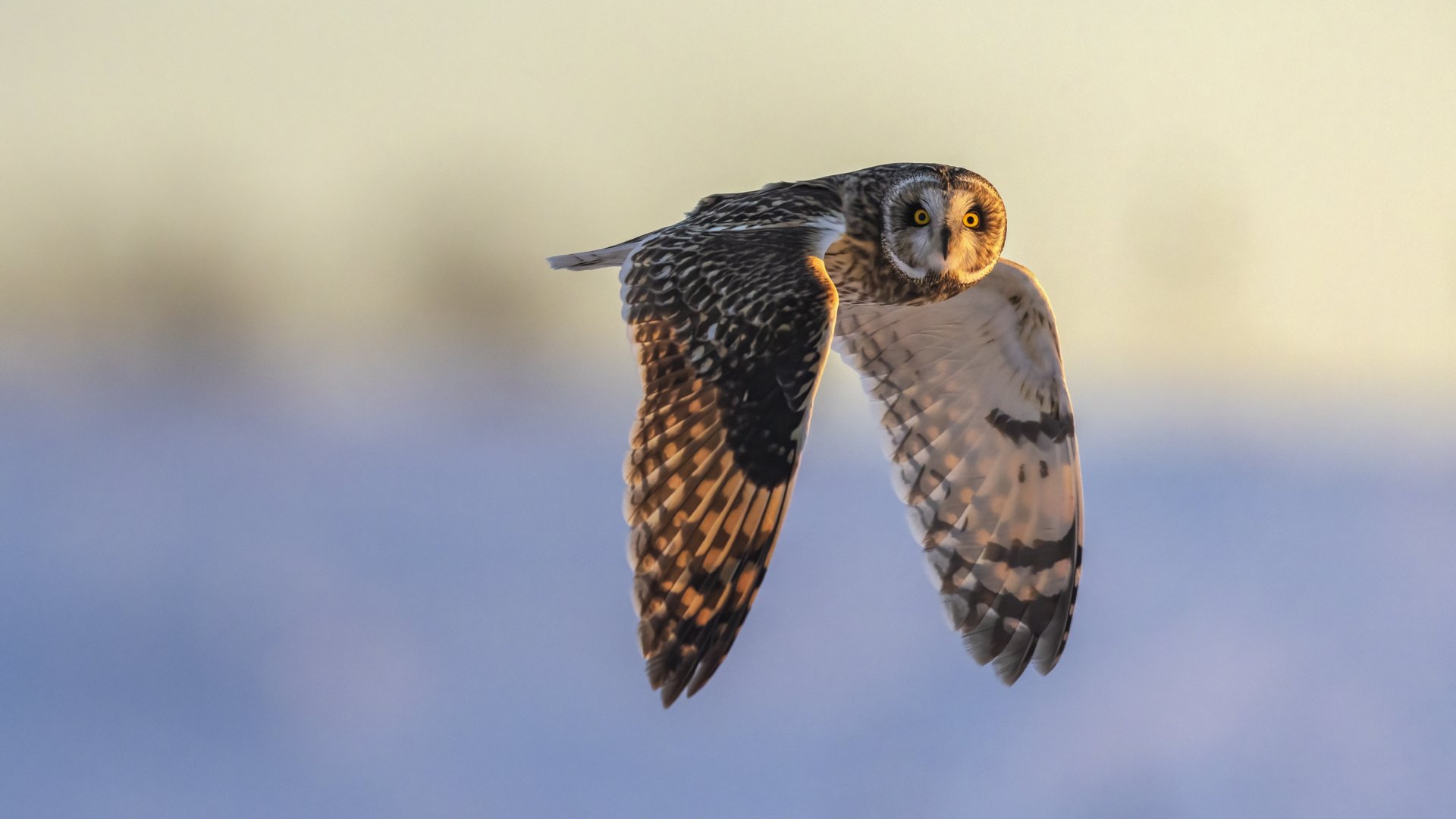 Un hibou des marais en plein vol.