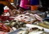 Les poissons frais