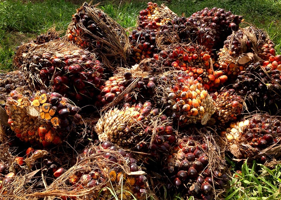 Les fruits du palmier à huile