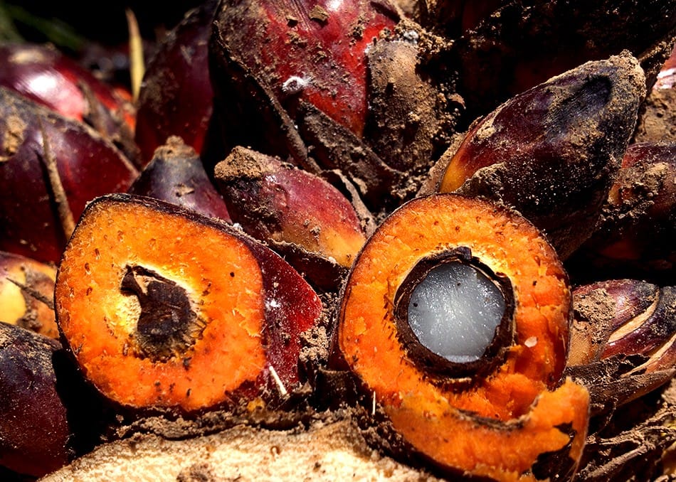 Le fruit et le noyau