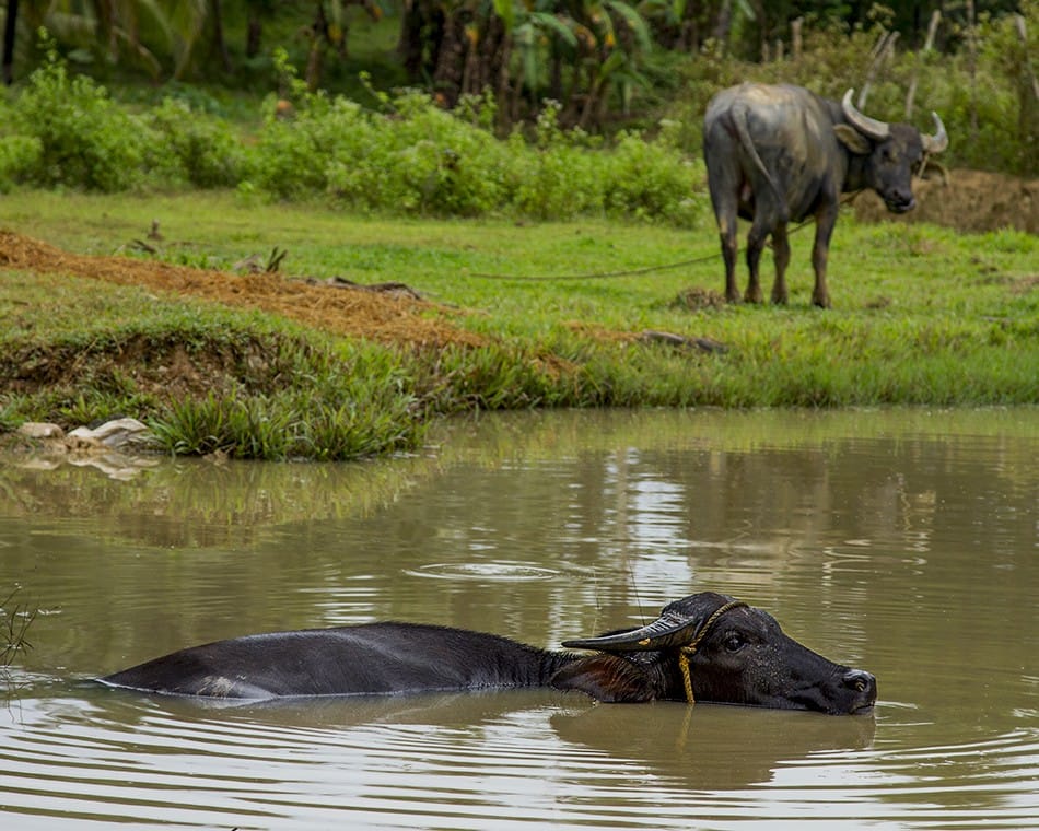 Buffles d'eau