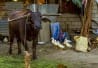 Buffle d'eau dans la cour d'une maison
