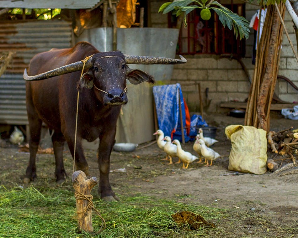 Buffle d'eau dans la cour d'une maison