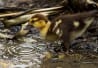 Bébé canard domestique