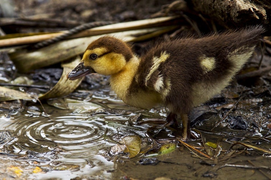 Bébé canard domestique