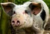 Cochon domestique