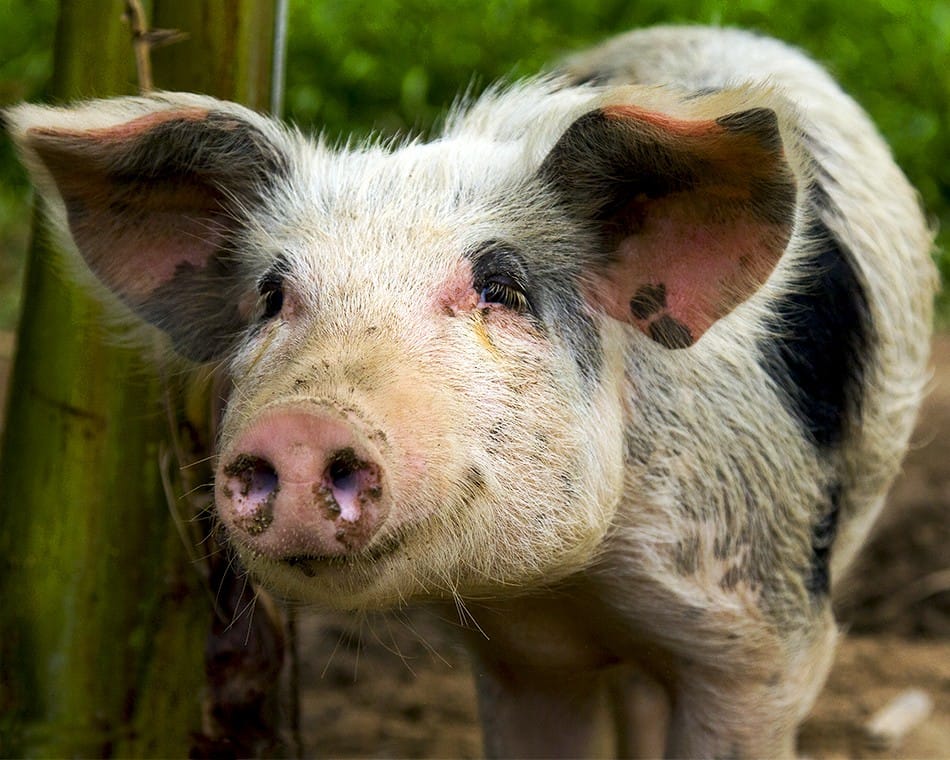 Cochon domestique