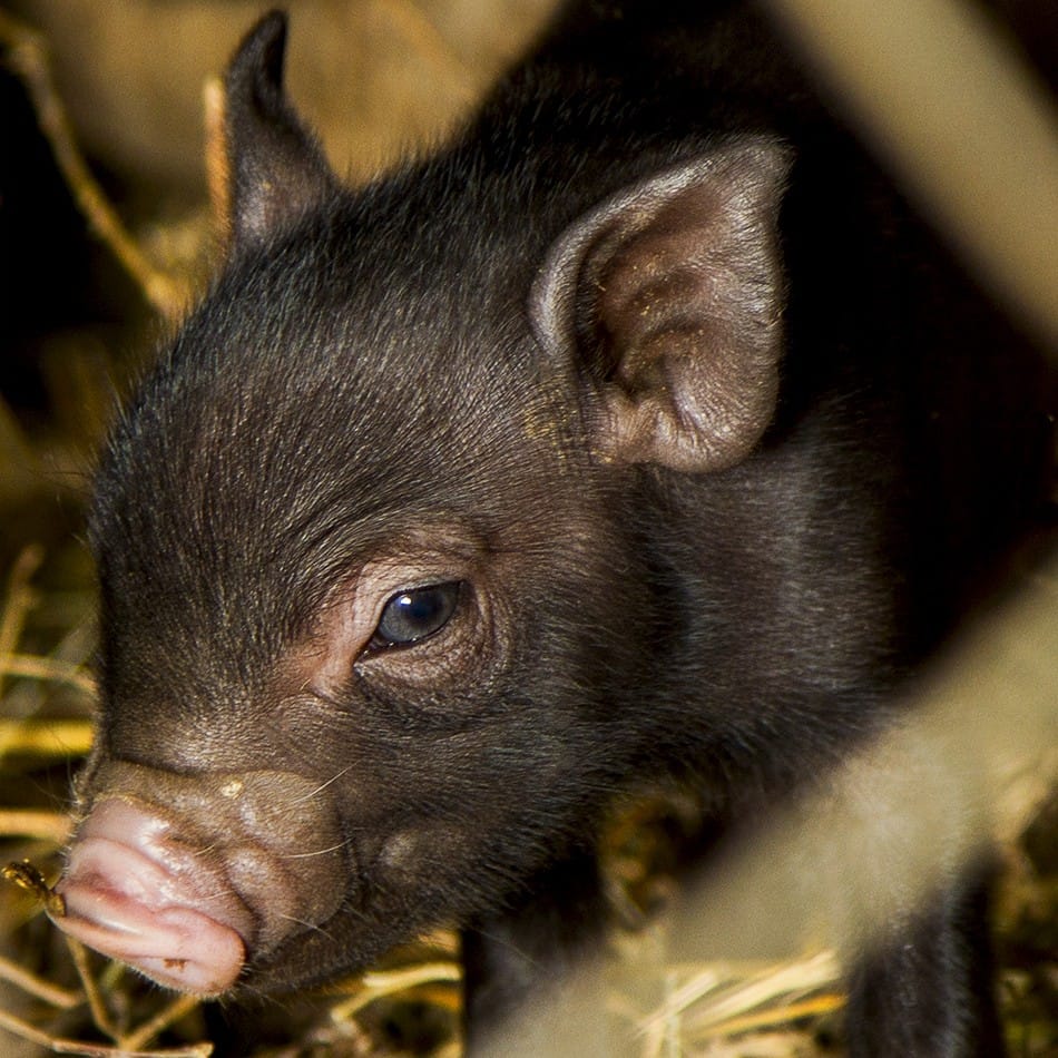 Bébé cochon