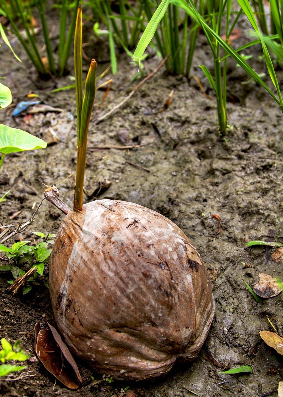Naissance d'un cocotier