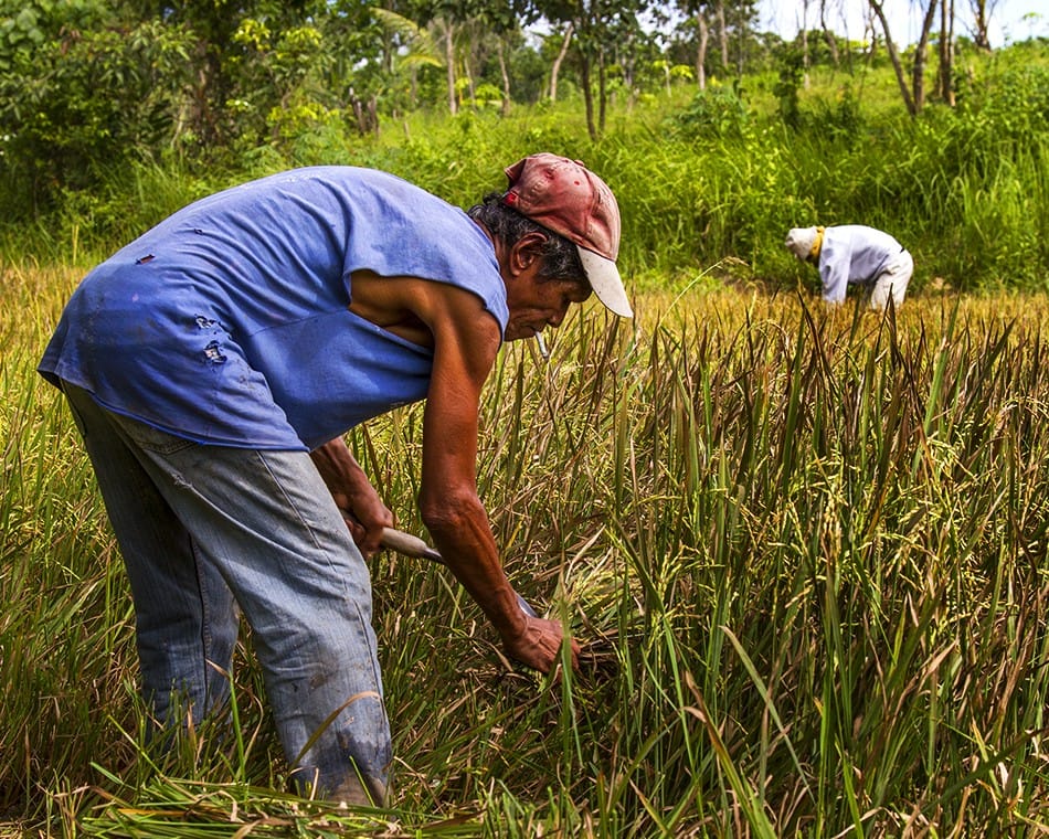 Le temps des récoltes