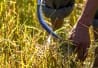Couper le riz