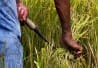 La récolte du riz à la main