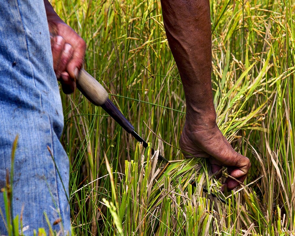 La récolte du riz à la main