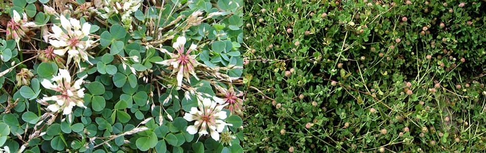 Trèfle (Trifolium)
